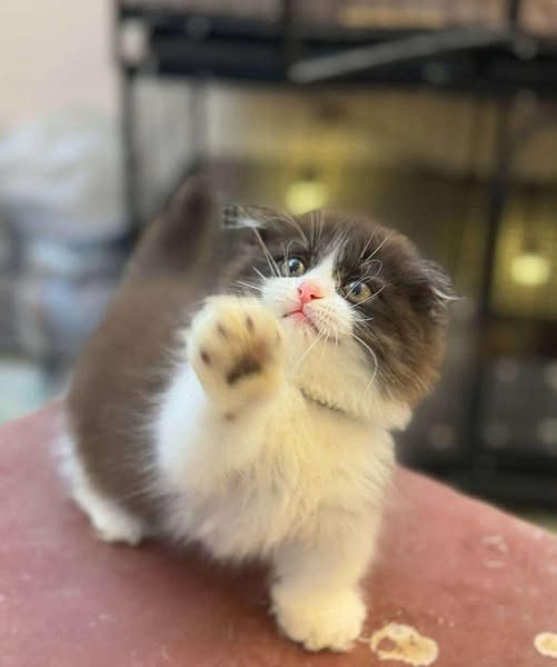 Munchkin Fold Longhair
