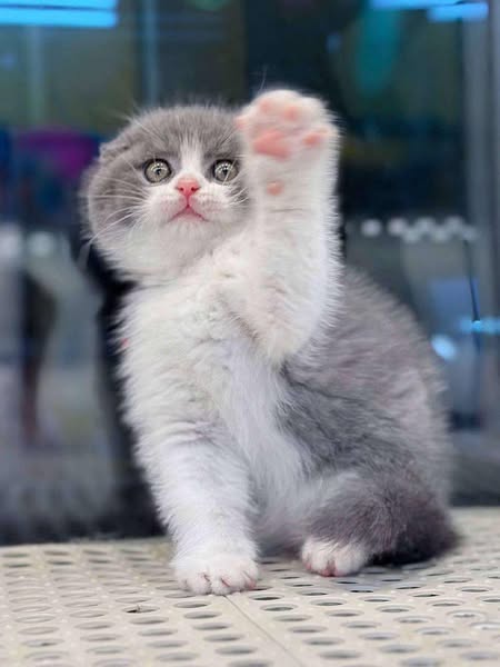 Scottish Fold