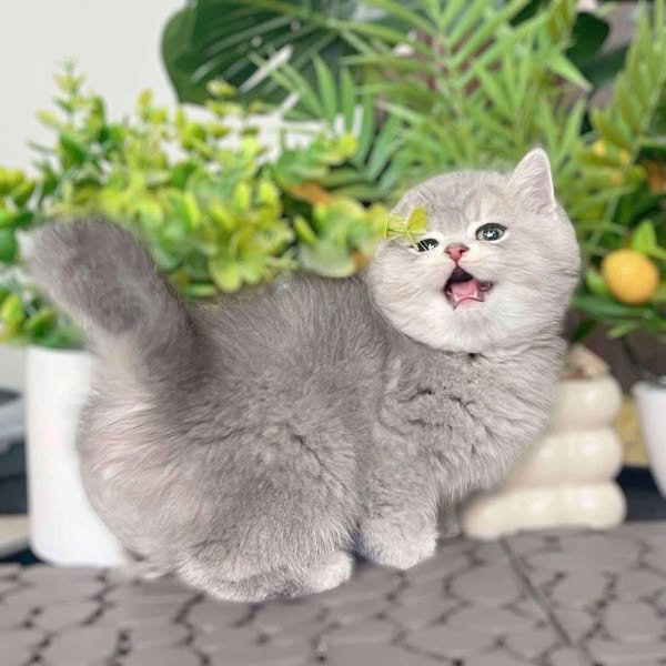British Shorthair