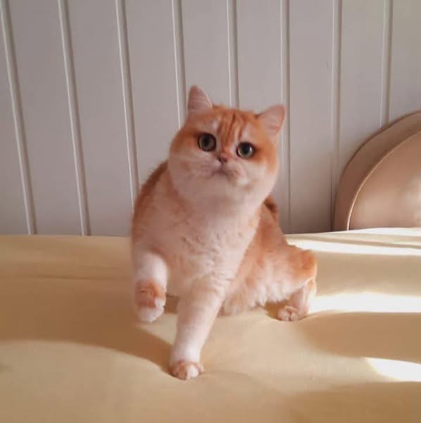 Munchkin