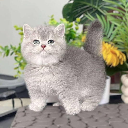 British Shorthair
