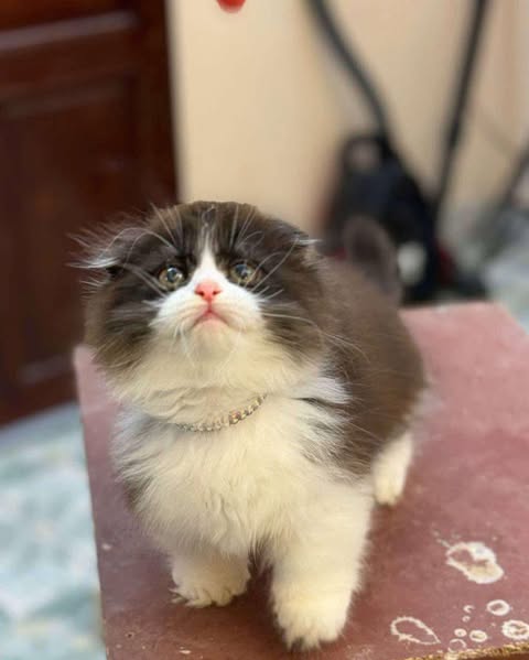 Munchkin Fold Longhair