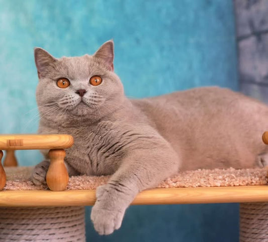 British Shorthair