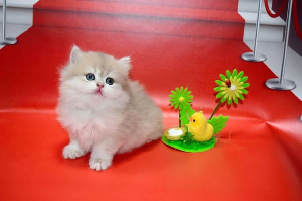 British Longhair