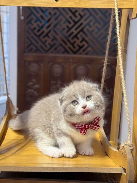 Scottish Fold