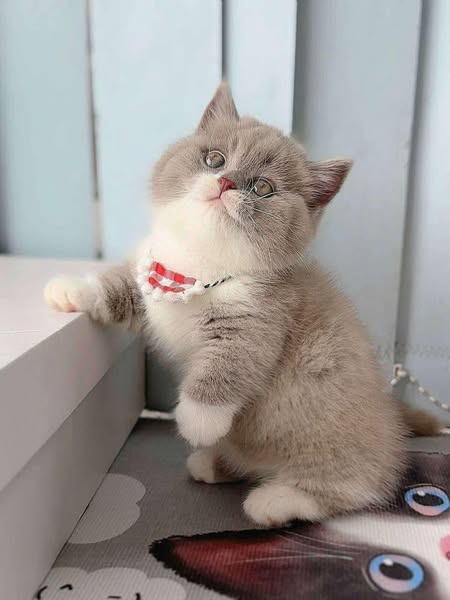 Munchkin