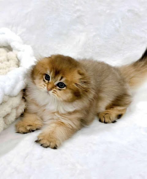 Scottish Fold Longhair