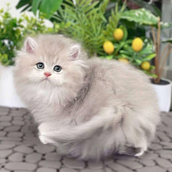British Longhair