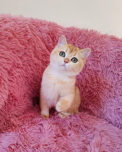 Munchkin