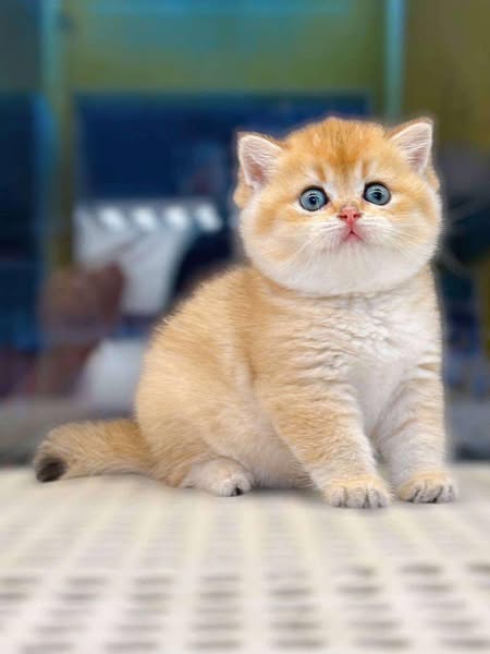 British Shorthair