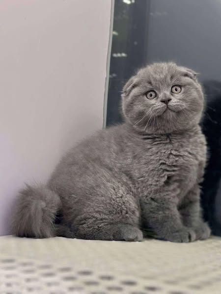 Scottish Fold