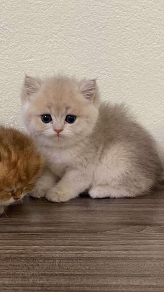 British Longhair