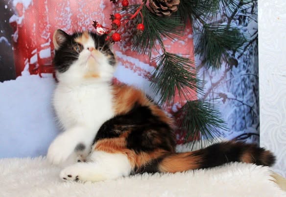 Exotic Shorthair