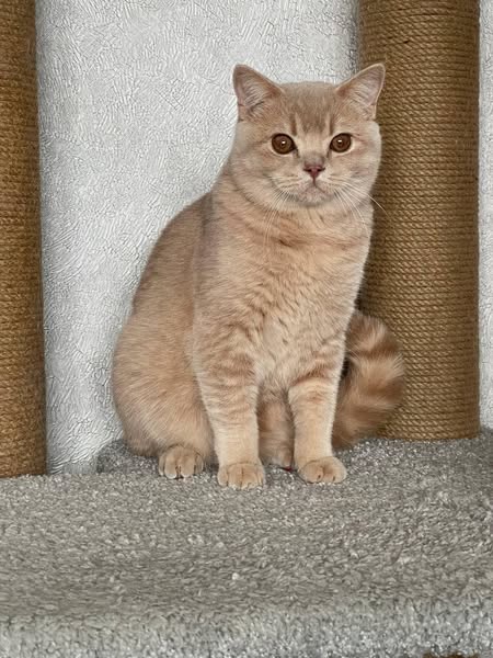 British Shorthair