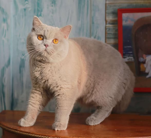 British Shorthair