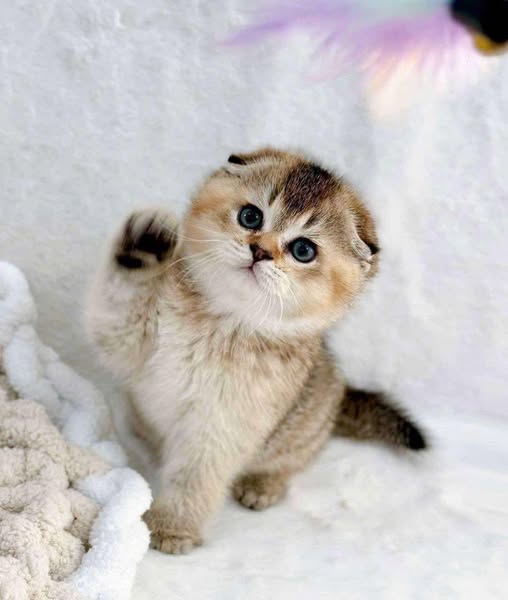 Scottish Fold