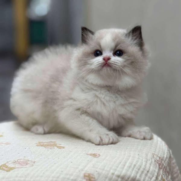 Ragdoll