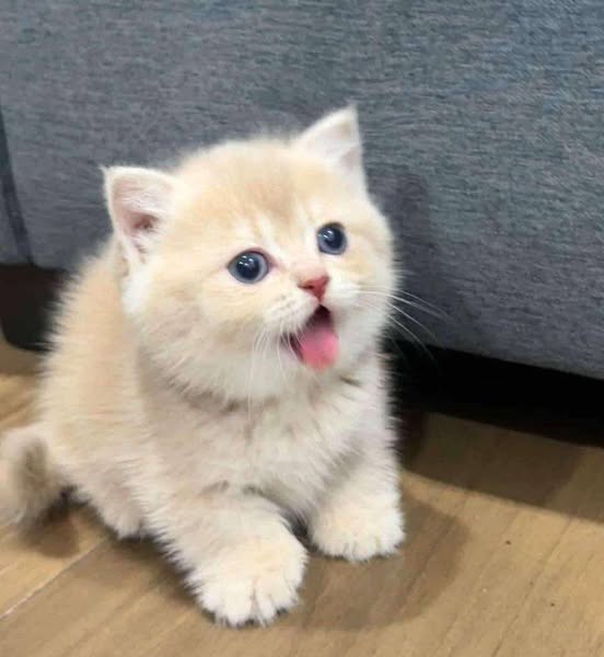 Munchkin
