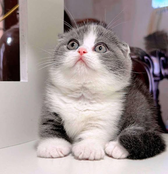 Munchkin Fold