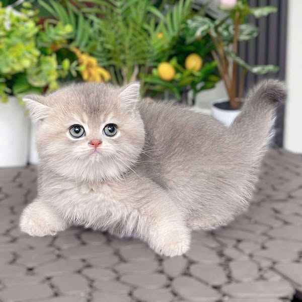 British Shorthair