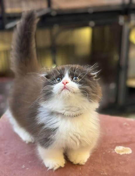 Munchkin Fold Longhair