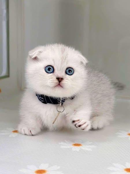 Munchkin Fold