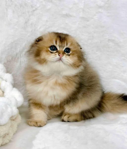 Scottish Fold Longhair