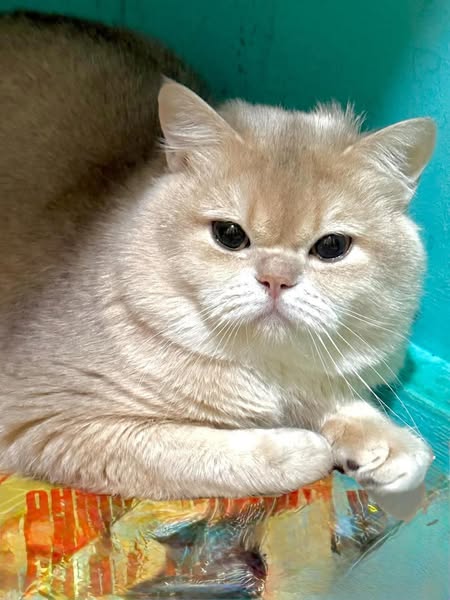 British Shorthair