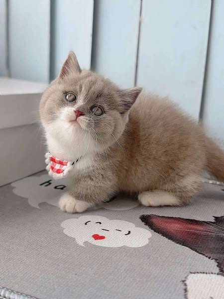 Munchkin