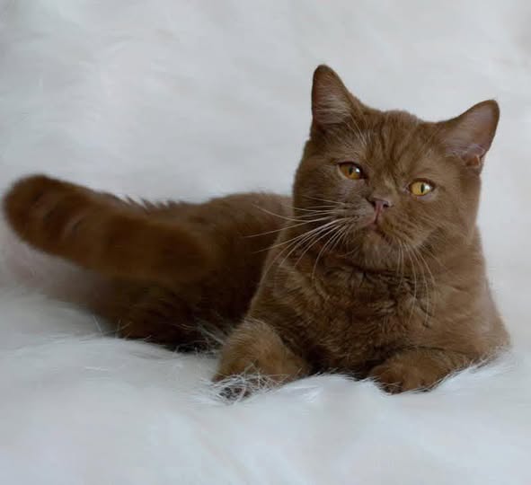 British Shorthair