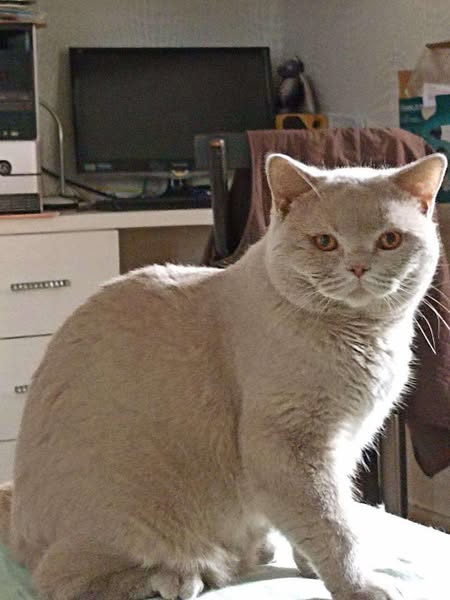 British Shorthair