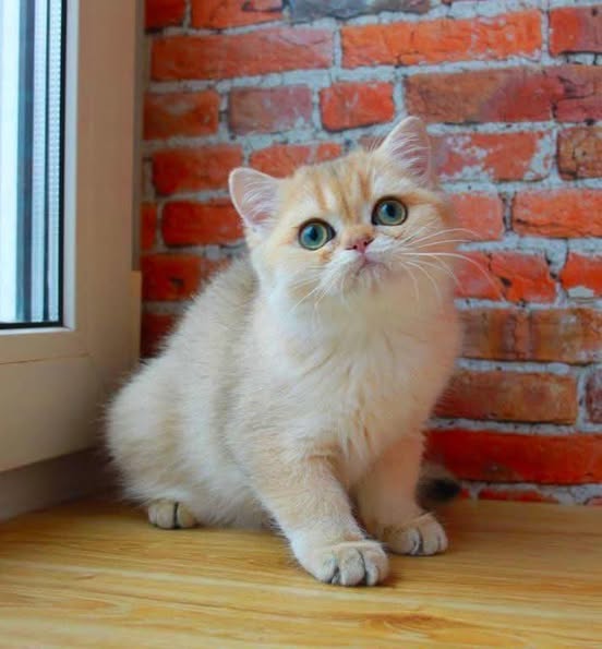 Munchkin