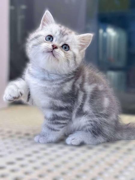British Shorthair