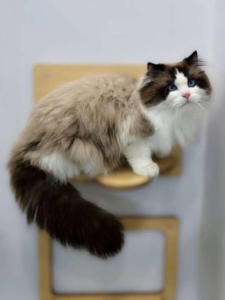 Ragdoll