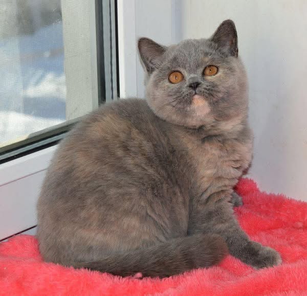 British Shorthair