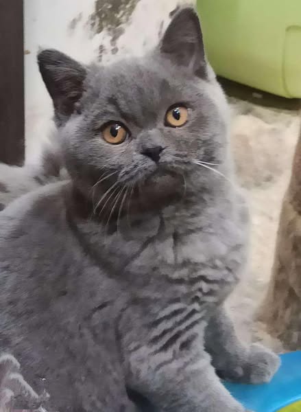 British Shorthair