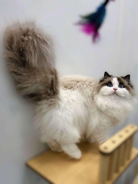 Ragdoll