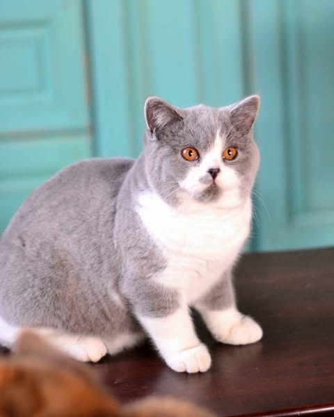 British Shorthair