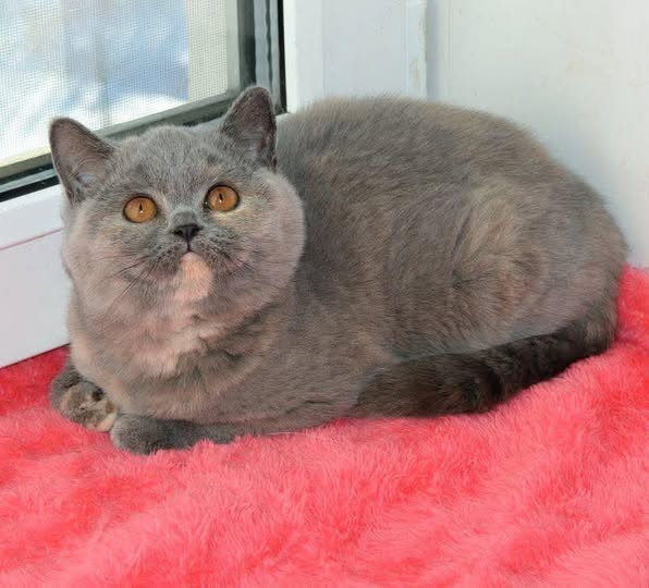 British Shorthair