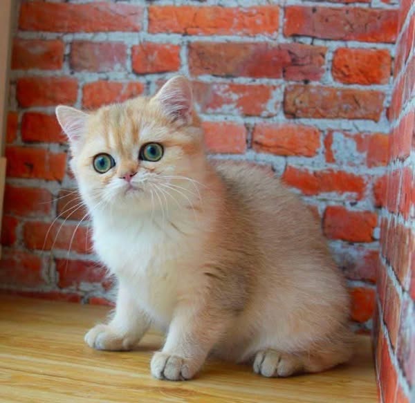 Munchkin