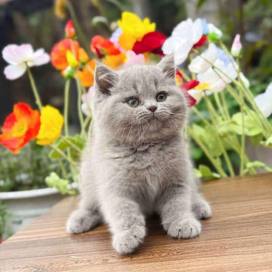 British Shorthair