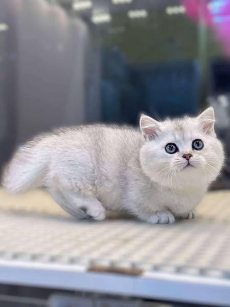 Munchkin