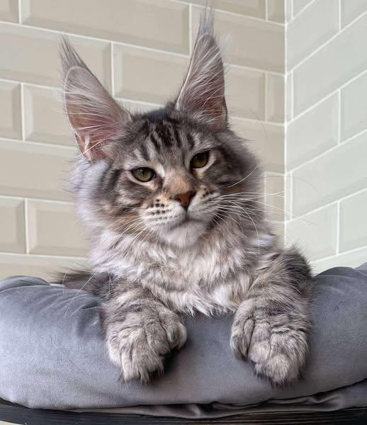 Maine Coon