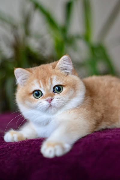 British Shorthair