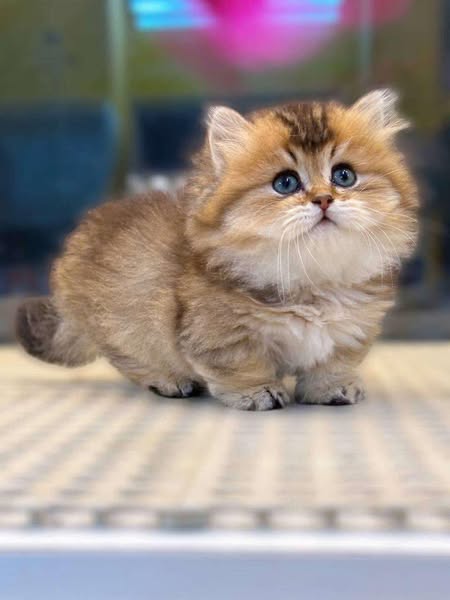 Munchkin Fold Longhair