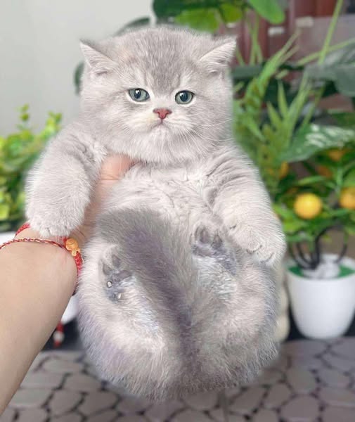British Shorthair