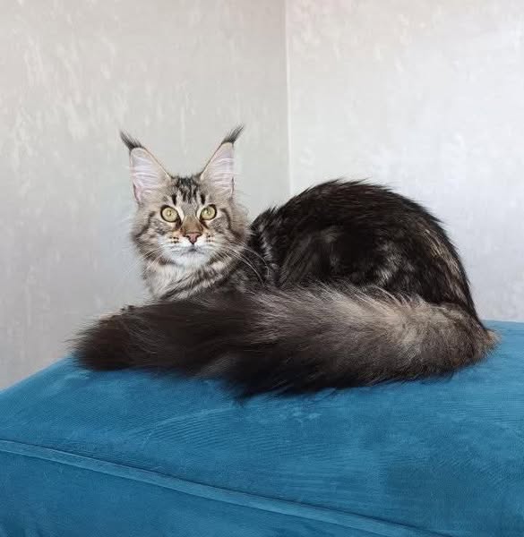 Maine Coon