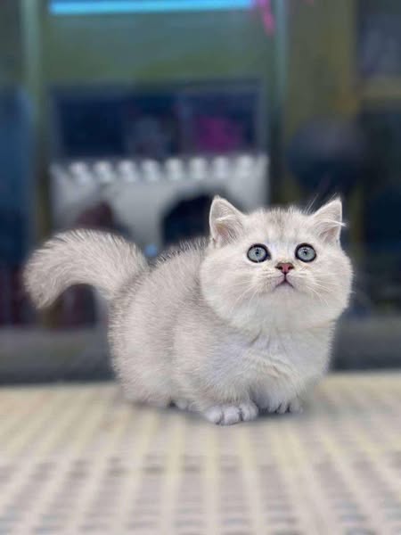 Munchkin