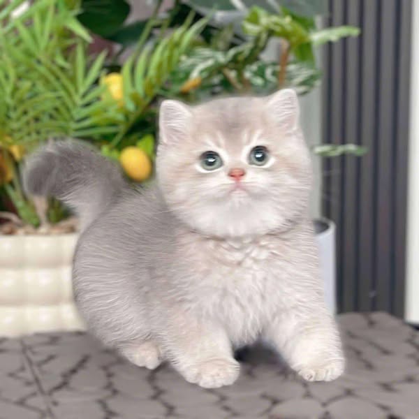 British Shorthair
