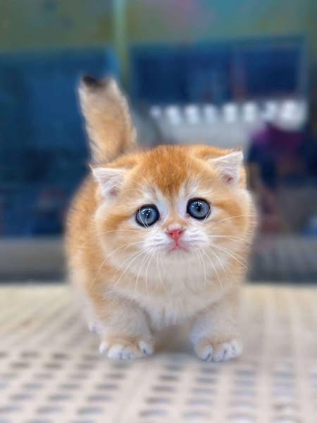 Scottish Fold